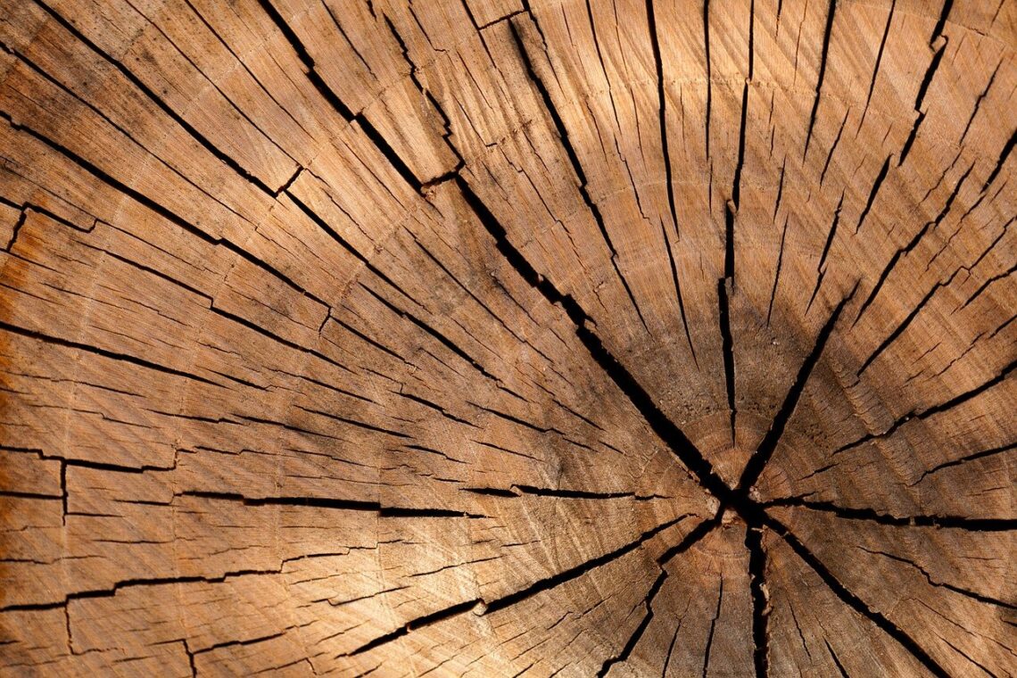 How to choose a tree species