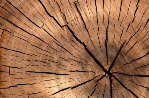 How to choose a tree species