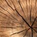 How to choose a tree species